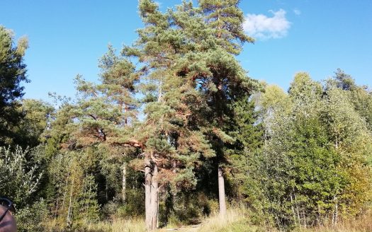 Земельный участок в живописном месте (д. Зеленый городок)